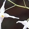 Epimedium grandiflorum var. higoense, flowers