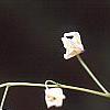 Epimedium grandiflorum var. higoense, flowers