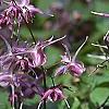 Epimedium grandiflorum 'Lilafee', habit
