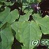Epimedium grandiflorum 'Lilafee', habit