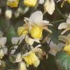 Epimedium x versicolor 'Sulphureum', habit