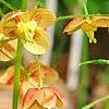 Epimedium � warleyense 'Orangek�nigin', flowers