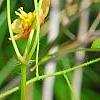 Epimedium � warleyense 'Orangek�nigin', flowers
