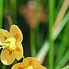 Epimedium � warleyense 'Orangek�nigin', flowers