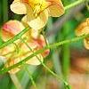 Epimedium � warleyense 'Orangek�nigin', flowers