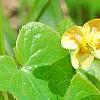Epimedium � warleyense 'Orangek�nigin', flowers