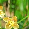 Epimedium � warleyense 'Orangek�nigin', flowers