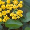 Mahonia aquifolium, flowers