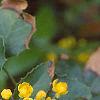 Mahonia aquifolium, flowers
