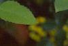 Mahonia aquifolium, flowers