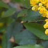 Mahonia aquifolium, flowers