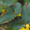 Mahonia aquifolium, flowers