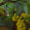 Mahonia aquifolium, flowers