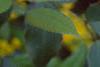 Mahonia aquifolium, flowers