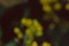 Mahonia aquifolium, flowers