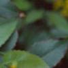 Mahonia aquifolium, flowers