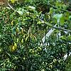 Mahonia x media 'Lionel Fortescue', habit