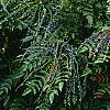 Mahonia x media 'Lionel Fortescue', habit