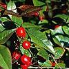 Nandina domestica, fruit