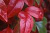 Nandina domestica 'Wood's Dwarf', fall color