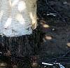 Betula jacquemontii, bark