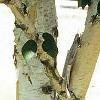 Betula jacquemontii, bark