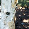 Betula jacquemontii, bark