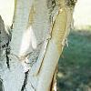 Betula jacquemontii, bark