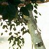 Betula jacquemontii, bark