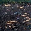 Betula jacquemontii, bark