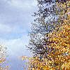 Betula lenta, fall color