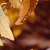 Betula lenta, fall color