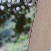 Betula nigra 'Heritage', bark