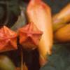 Campsis radicans, flowers