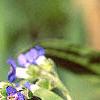 Mertensia echioides, flowers