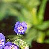 Mertensia echioides, flowers