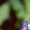 Mertensia echioides, flowers