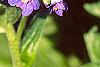 Mertensia echioides, flowers
