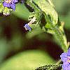 Mertensia echioides, flowers