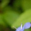 Omphalodes cappadocica 'Lilac Mist', flowers