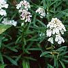Iberis sempervirens, flowers