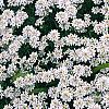Iberis sempervirens 'Snowflake', habit