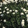 Iberis tenoreana, habit