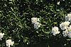 Iberis tenoreana, habit