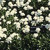 Iberis tenoreana, habit