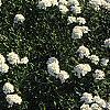 Iberis tenoreana, habit