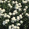 Iberis tenoreana, habit