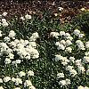 Iberis tenoreana, habit