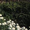 Iberis tenoreana, habit