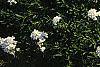 Iberis tenoreana, habit